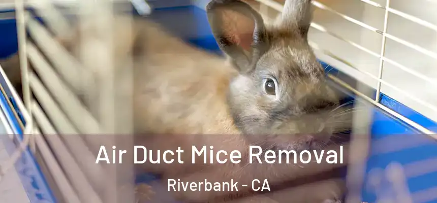 Air Duct Mice Removal Riverbank - CA